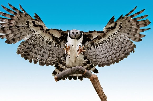 Encuentran dos ejemplares de águila harpía en peligro de extinción – Radio  Nacional