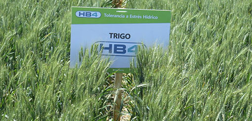 "Es una pésima noticia que Brasil haya aprobado el trigo transgénico"