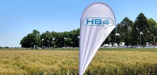 El Gobierno aprobó las ventas locales del trigo transgénico HB4