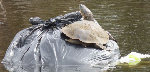 Por la ingesta de nylon, las tortugas marinas están en riesgo de extinción